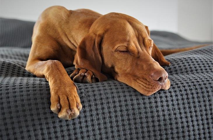 sleep simulation system