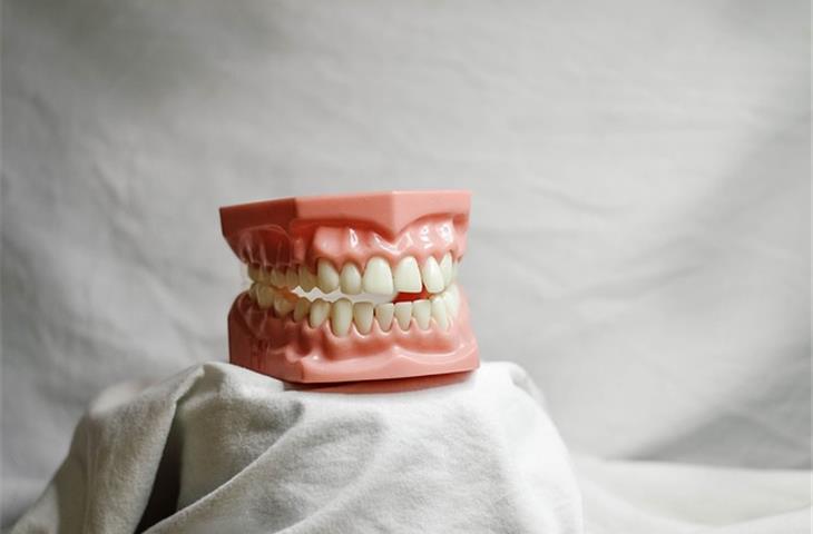 German IBA Digident-P type dental model